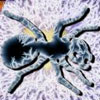 azacyjin
